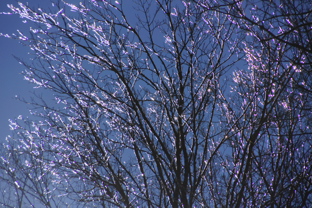 By the weekend, even the trees looked cold.