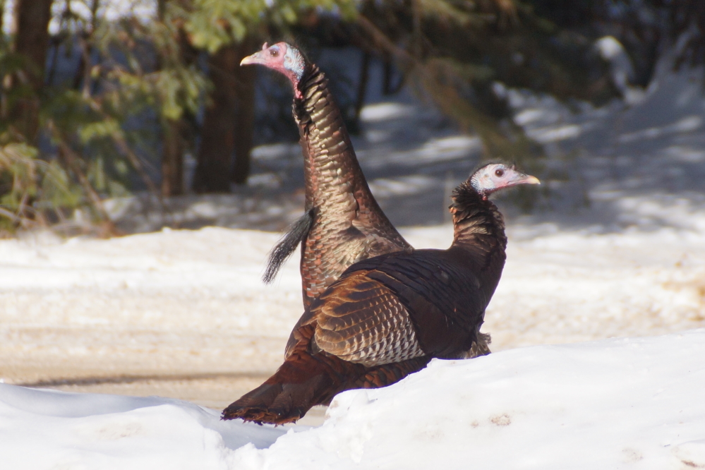 For reasons that remain a mystery to us, the super cold seems to make the wild turkeys more active.