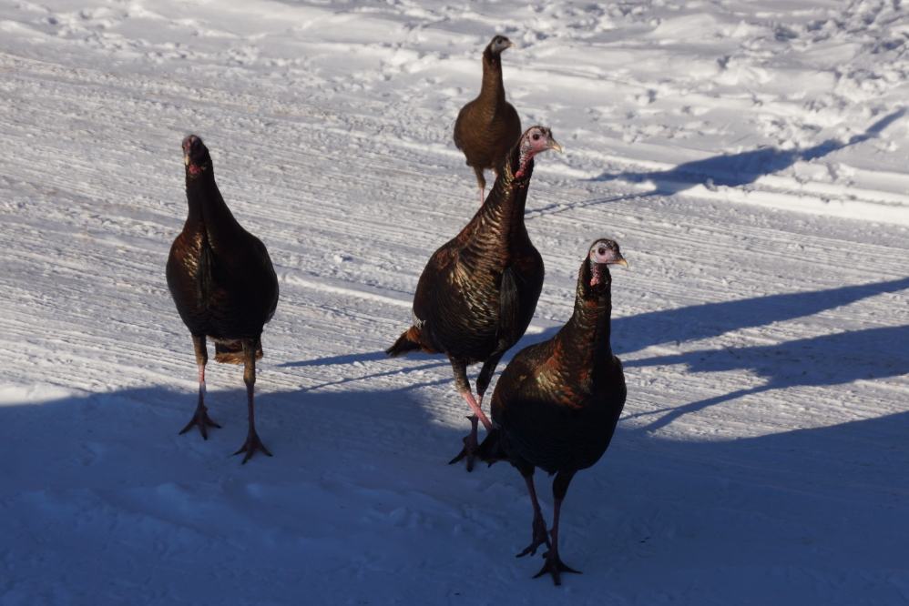 I've been tossing them a handful of seeds when filling the bird feeder. Now, as soon as anyone steps out onto the bar's deck, a gang of 'em come a clucking.