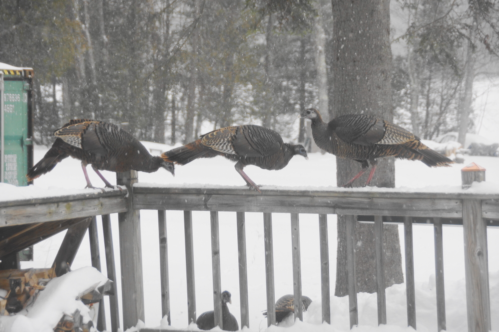 The bar's deck rails were safety checked after the snow. With a 3 turkey load and no discernible deformation, they passed!