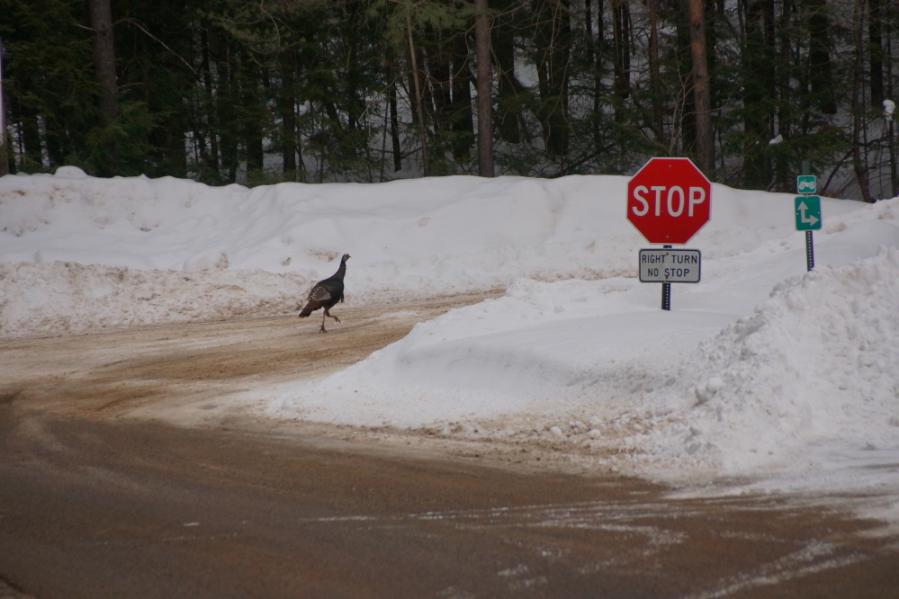 Plowing, sand, and a warmer sun (when it was out) kept the roads around the lake in good shape.