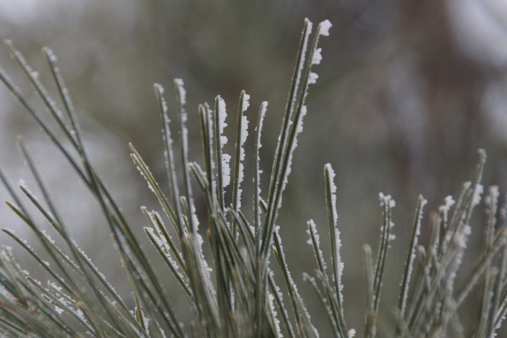 The result was an ice coating on the trees.