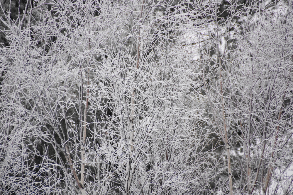 The frosty birch were the best.