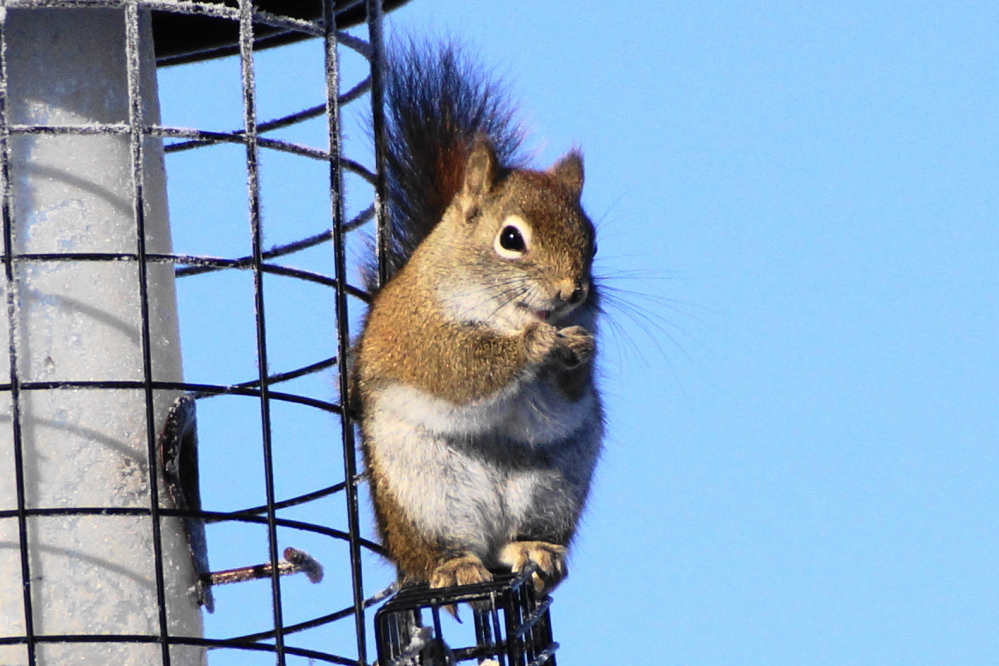 Through warmer, cold, cloudy, and clear the <a href='/WeeklySummaryPages/2022/1106/SquirrelFacts.html' class ='defaultlink2' target='_blank'>roundest among us</a> emptied bird feeders at an impressive rate.