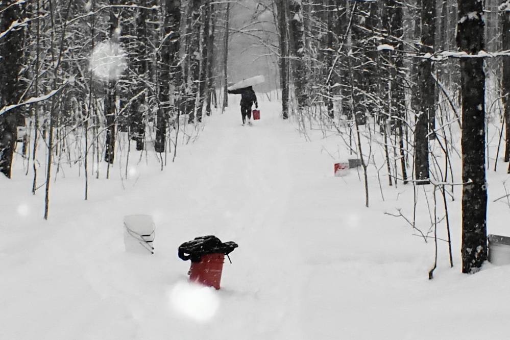 This temporary snow and  cold should pass, so the men were sent into the snowy sugarbush to continue tapping operations.