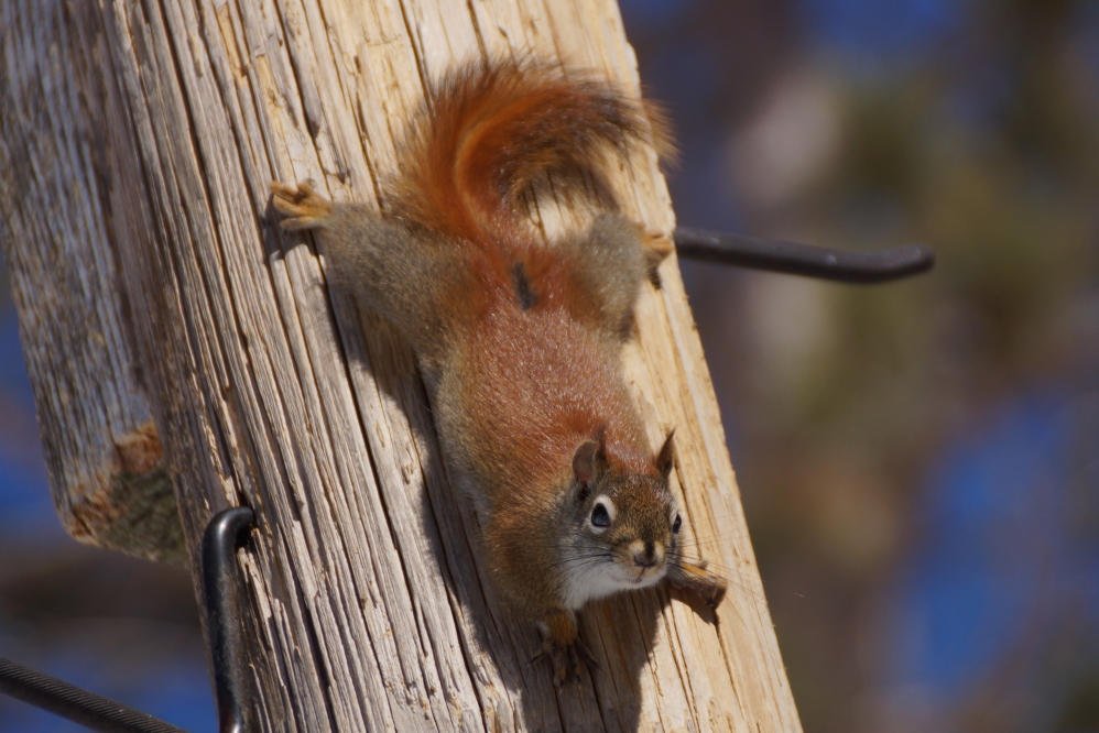 The <a href='/WeeklySummaryPages/2022/1106/SquirrelFacts.html' class ='defaultlink2' target='_blank'>squirrels</a> in the northeastern corner of the lake can empty a bird feeder in less than a day.