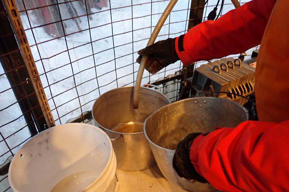 This year's sap has had a very high sugar content.  The resulting syrup has been very lightly colored.