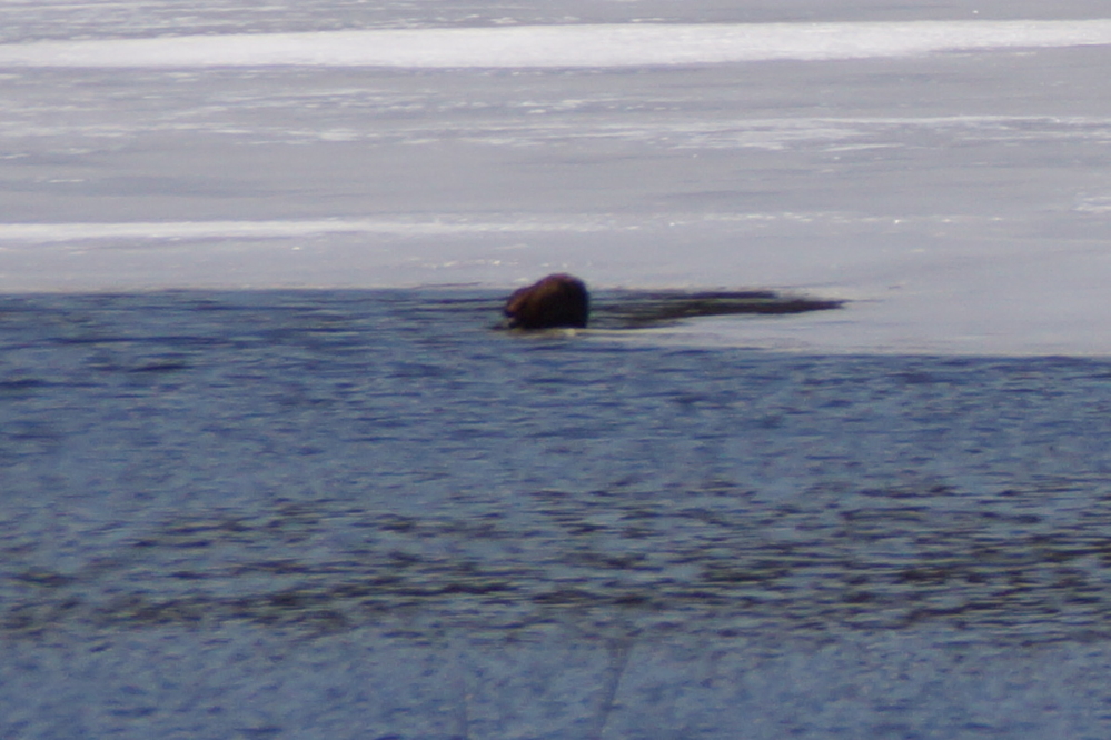 Some birds were more aesthetically challenged than others. Especially the muskratty ones.