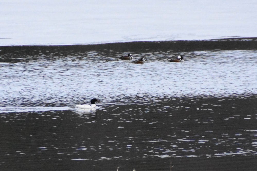 During much of the week, water fowl of many types packed the open water on Lucerne's north end.