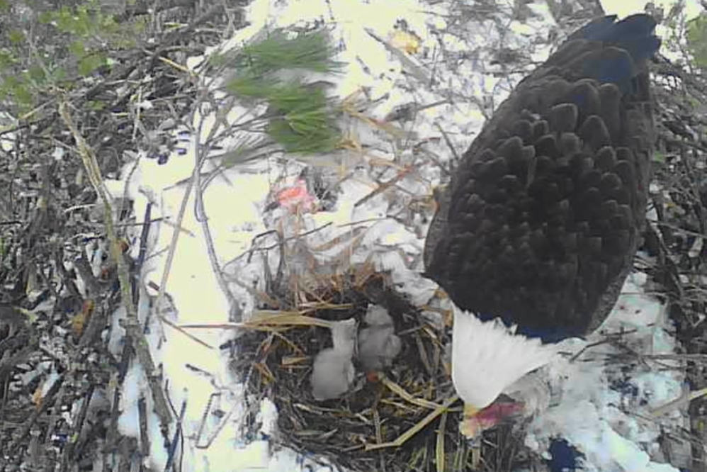 The new little ones didn't seem to have any complaints.