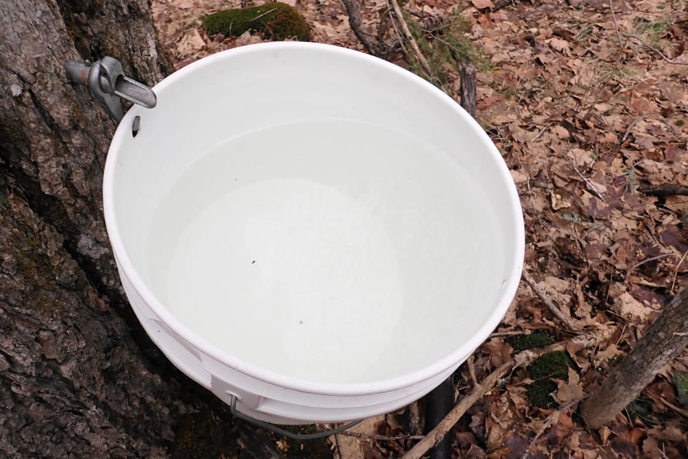To our amazment the trees started to run again, filling buckets to overflowing.