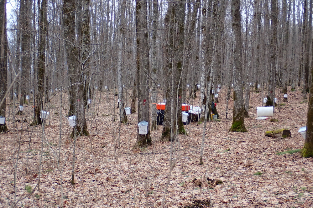 By the weekend, the snow was mostly gone and the footing in the woods was as good as it gets.