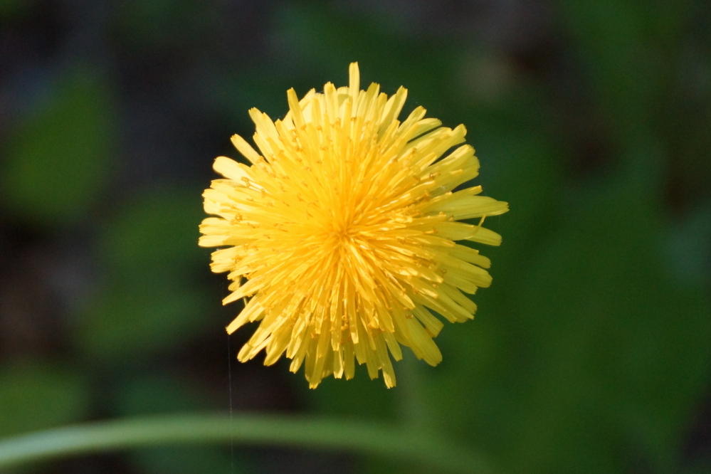 Lake Lucerne