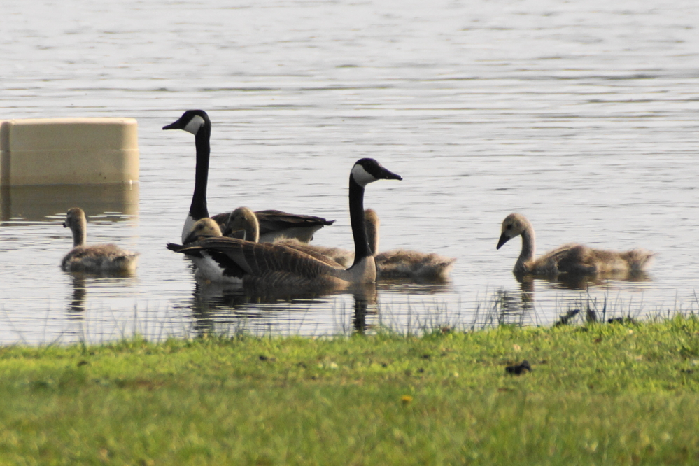 The haze has not stunted the growth of our local population of goslings.