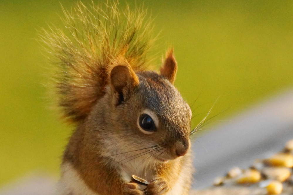 When asked to comment on the acorn's current size, the bar's resident evil responded by giving us the stink eye, munching on some bird feed, and kicking a duckling.