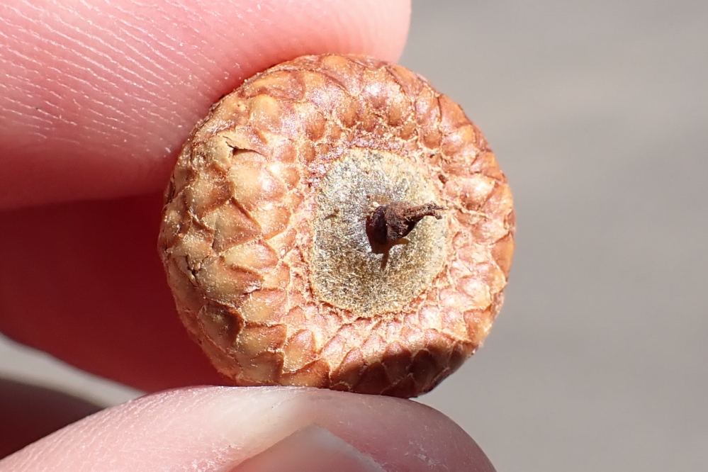 Acorns are currently plentiful and really, really tiny.