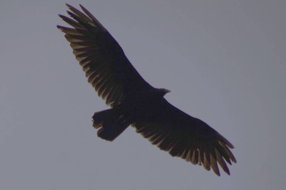 A few big eagles were spotted floating around the north end of the lake all week.
