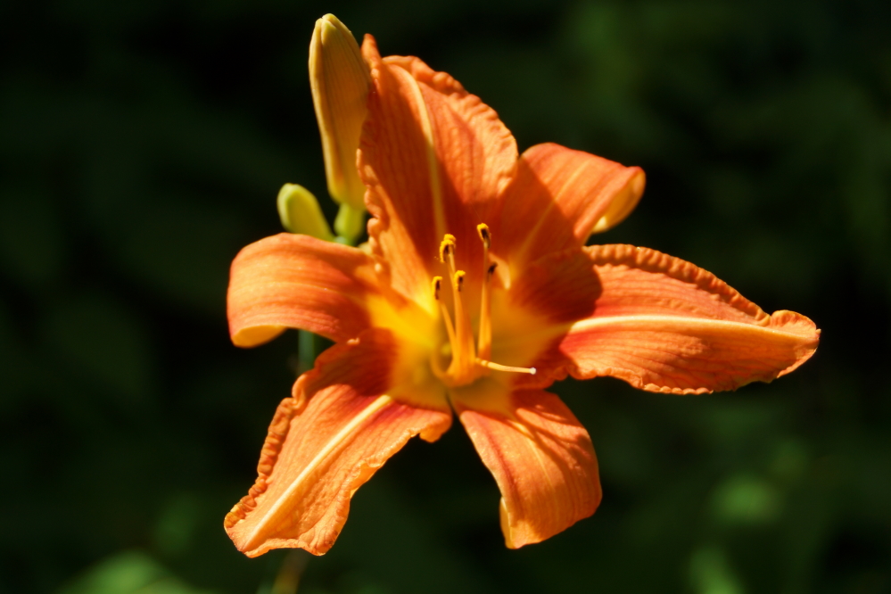 Flowers and other flora also seem to be peaking.