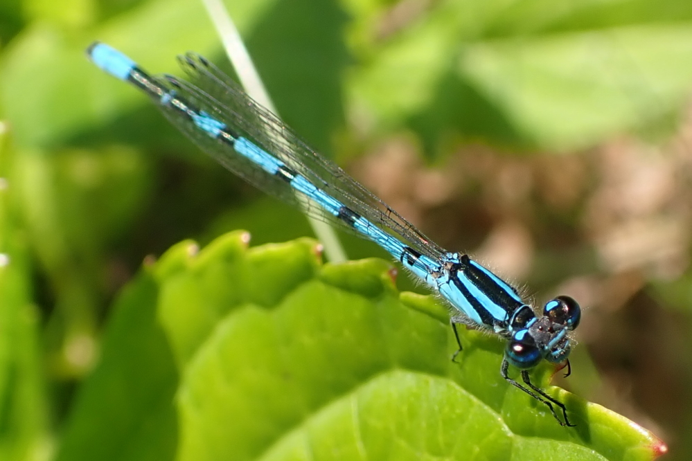 Blue damselflies were seen adding color to the plants.