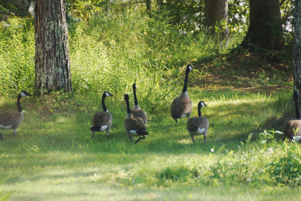 A flock of Canadian geese have been honking up lawns on the north end of the lake all summer. 