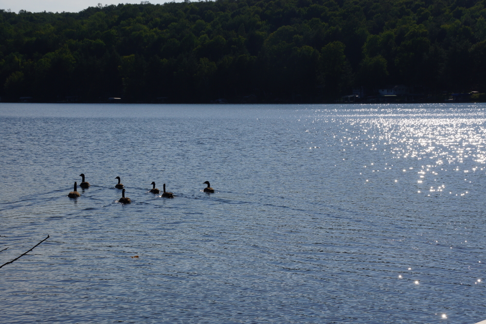 After much unrequested fertilizing of the bar's lawn, they were escorted off the property, waddled into the lake, and moved on.