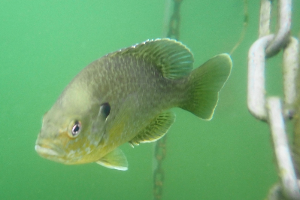 In addition to a cool lake, some of the fish are acting more squirrelly or, more accurately, raccoonally. They bite. In the past, it was the rock bass that followed the "Path of the Raccoon" (nature's a**holes), but now other panfish have adopted their annoying ways. Mrs Nemo and I are developing an action plan to stop the tormenting of swimmers by introducing these little nippers to the business end of a frying pan along with a little lemon and a nice side dish.