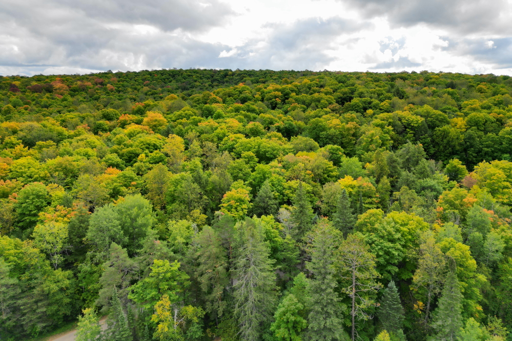 As the days passed, the trees showed more color,