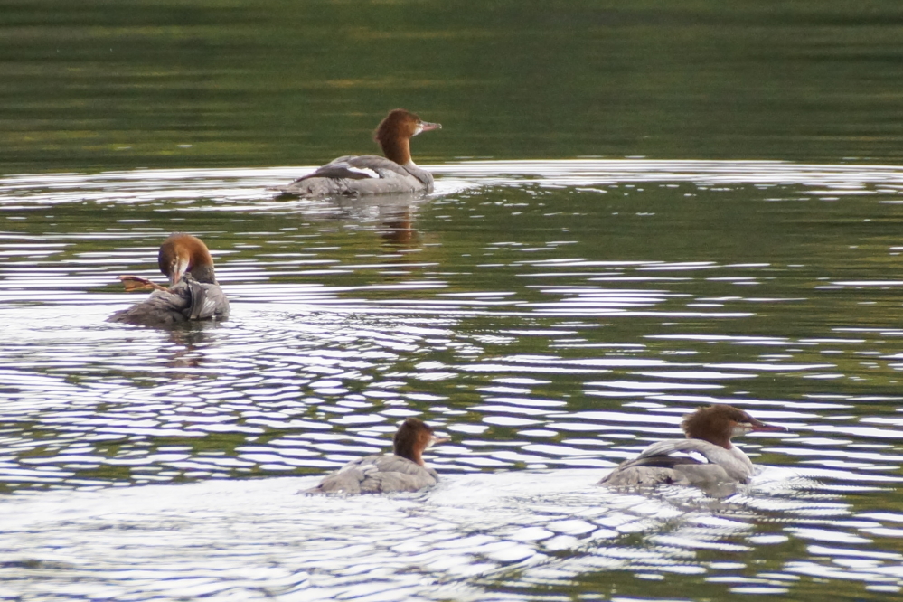 Sometimes they travel in packs as they move to their favorite fishing spot.