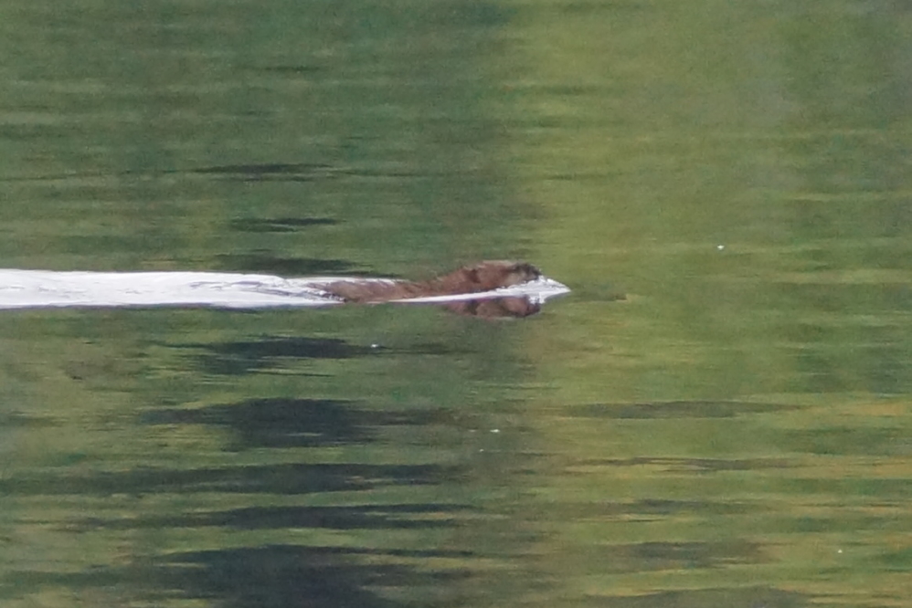The river otters on the north end of the lake like to fish alone. 
