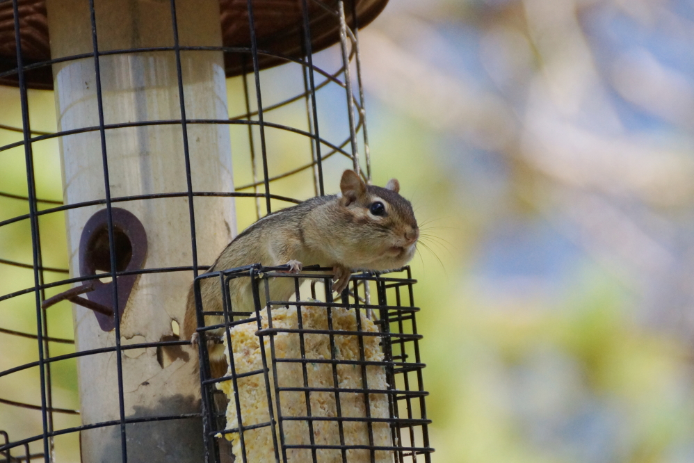 Somehow they managed to squeeze their seed fattened faces through the feeder's anti-squirrel defences, but it was a close thing.