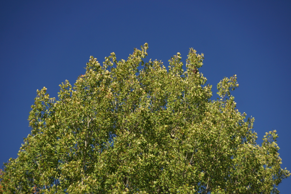 A majority of the trees are not showing any sign of fall.