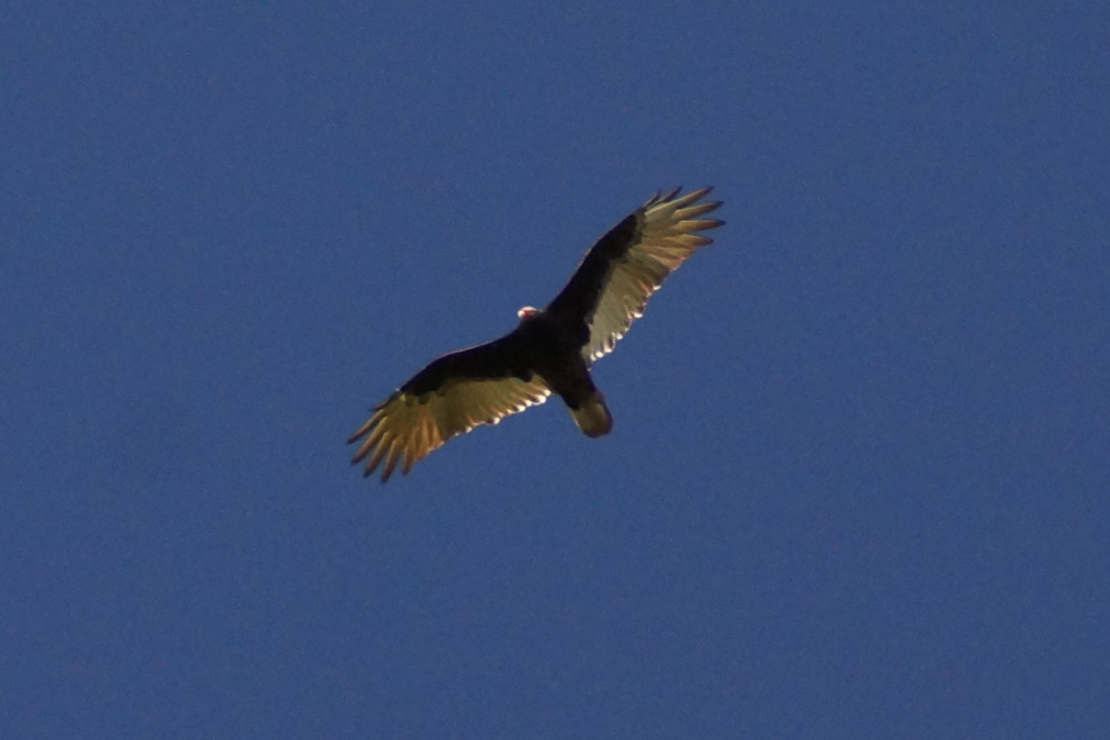 We didn't spot many eagles last week, but there was a flock of turkey vultures circling over the tennis courts in Crandon (nets are still up!) and the north end of Lake Lucerne.