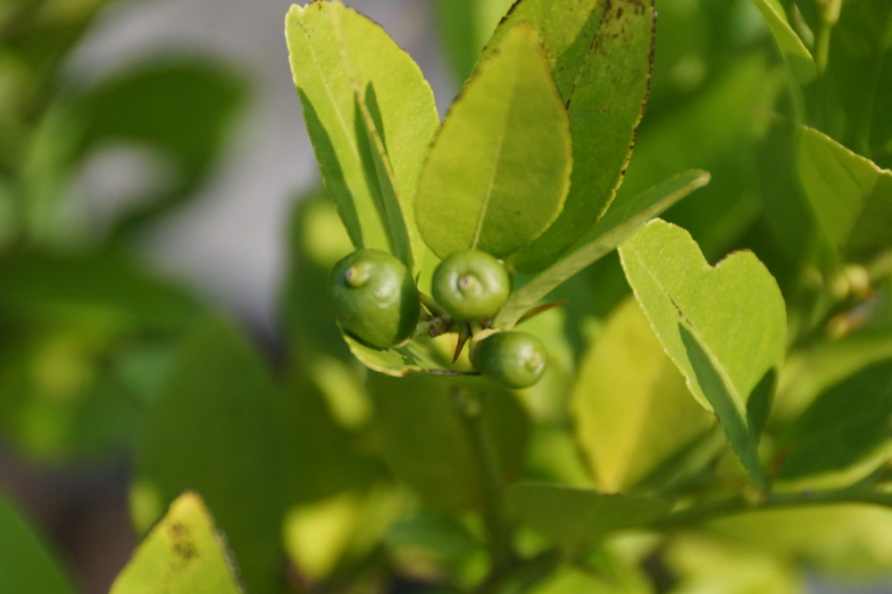 The Bar's lime crop could use a few more frost free nights. They're still sort of small.