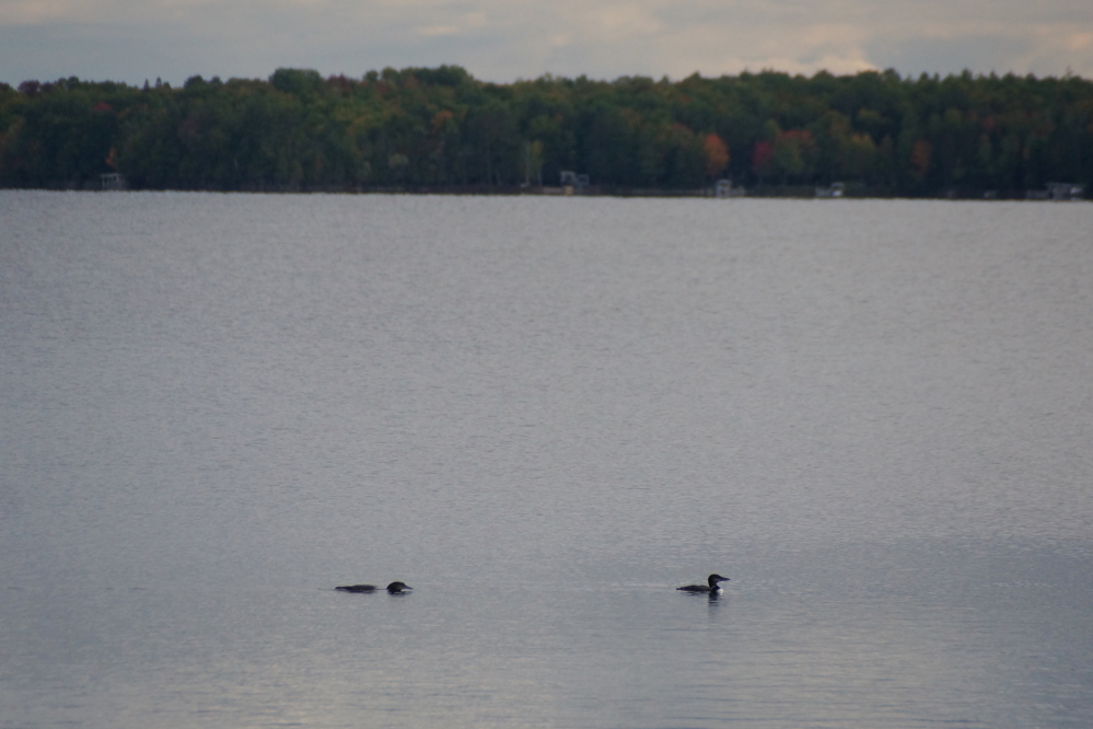 There are still a few fishermen casting their bills below the water.