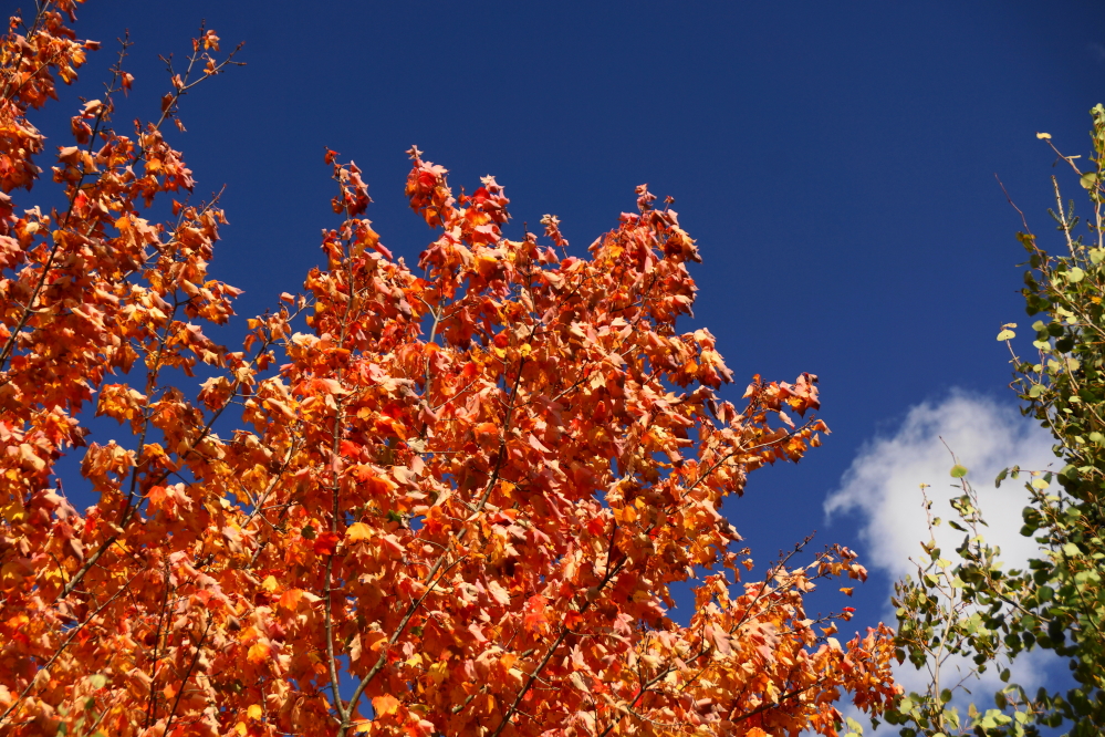 There are still some trees that have refused to move on past peak color.