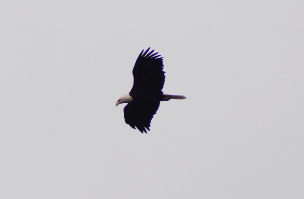 The eagles have been circling the north end of the lake looking for food.