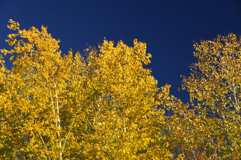 Most of the leaves are on the ground but there was enough color clinging to some trees to title this summary "Faux Peak".