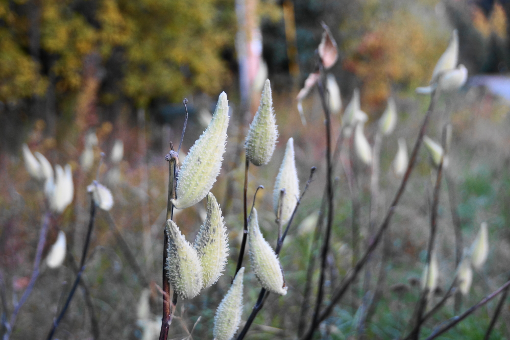 The leaves may have been frosted off the milkweed, but the pods have not.