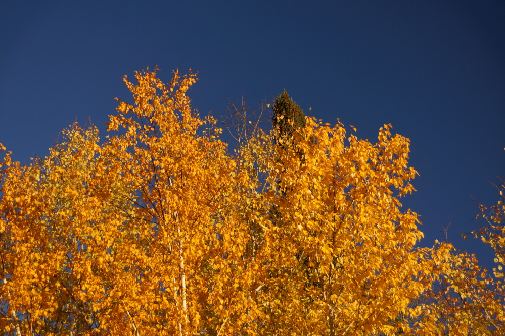The birch and poplars seem to be the ones holding on to peak color.