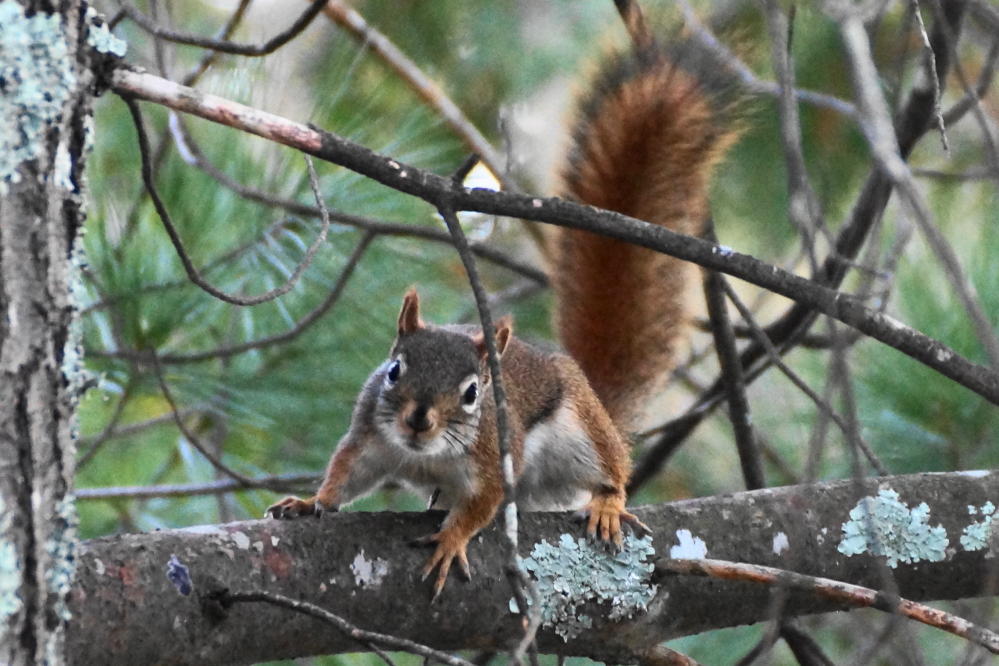 I'm not sure what its problem was (the cold? the rain? <a href='/WeeklySummaryPages/2021/0725/SBallN.html' class ='defaultlink2' target='_blank'>squirrel ball</a>?) but the grump echoed off the hills on the north end of the lake.