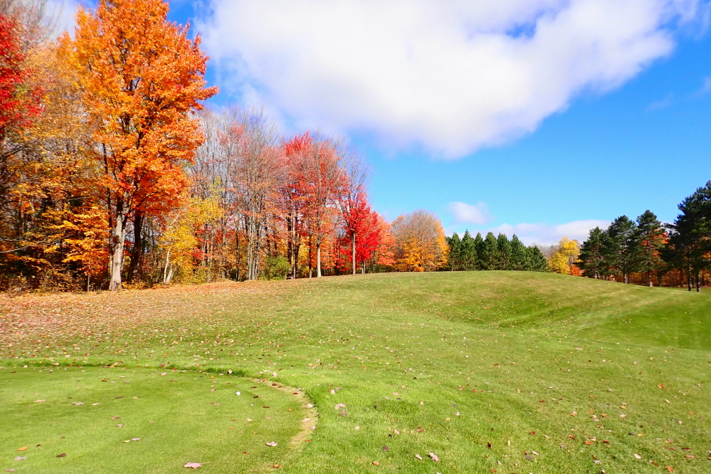 On the golf course, there are a few maples holding on, too.