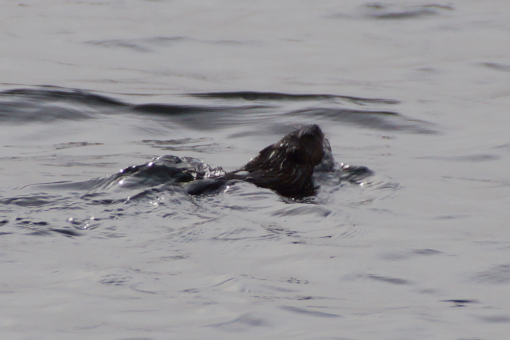 A river otter that has been around the north end of the lake was also more active near the weekend.