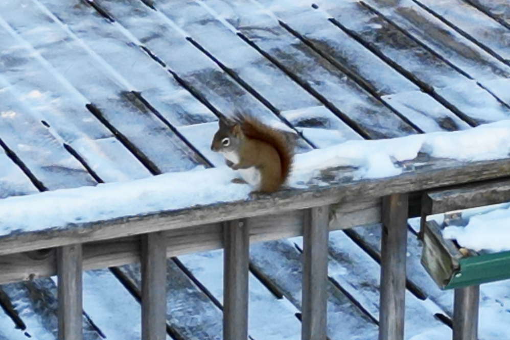 While flying the drone back and not harrassing any footers, we noticed one of the bar's squirrels watching the aircraft.