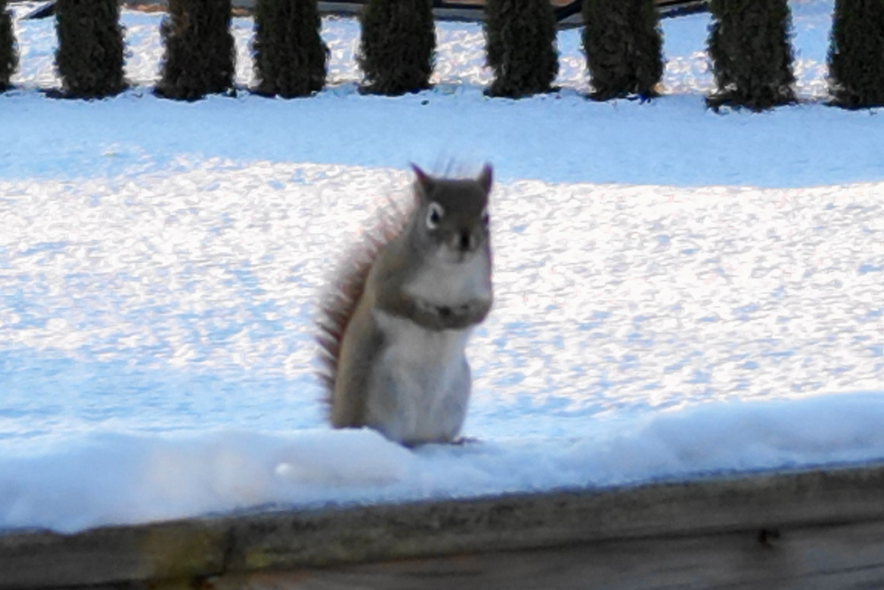 It did not know what to make of the hovering craft and watched it tranfixed for a good 17 seconds before raiding the bird feeders again.
