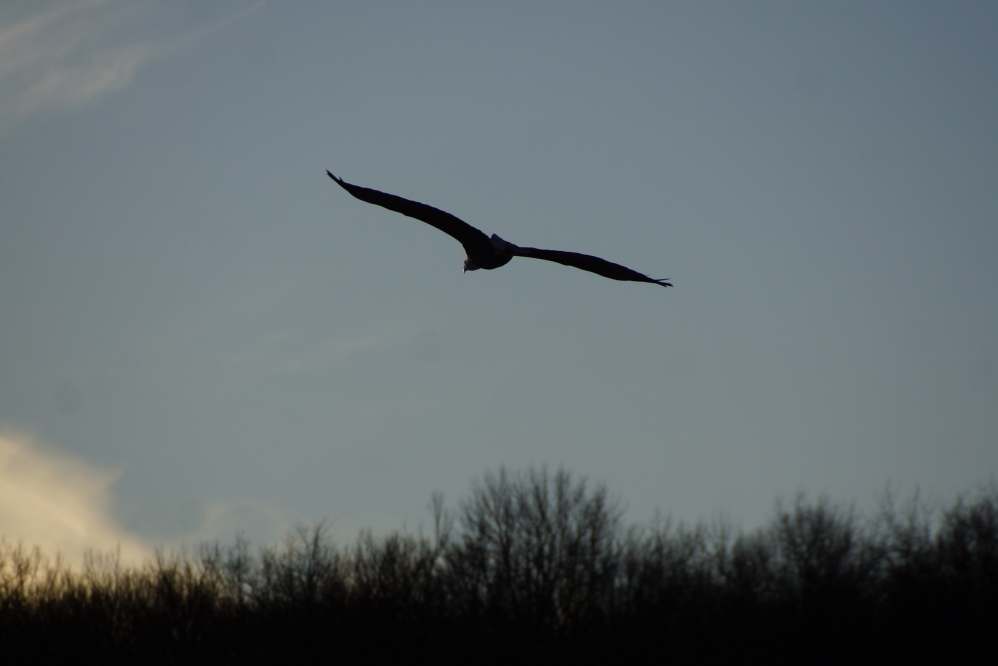 The big bird continued south along the west shore of the lake harrassing footers the whole way.