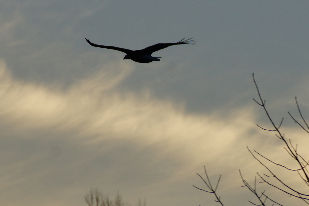 While walking along West Shore Drive, we were startled by a huge eagle that lept from the trees and passed a few feet above our heads.