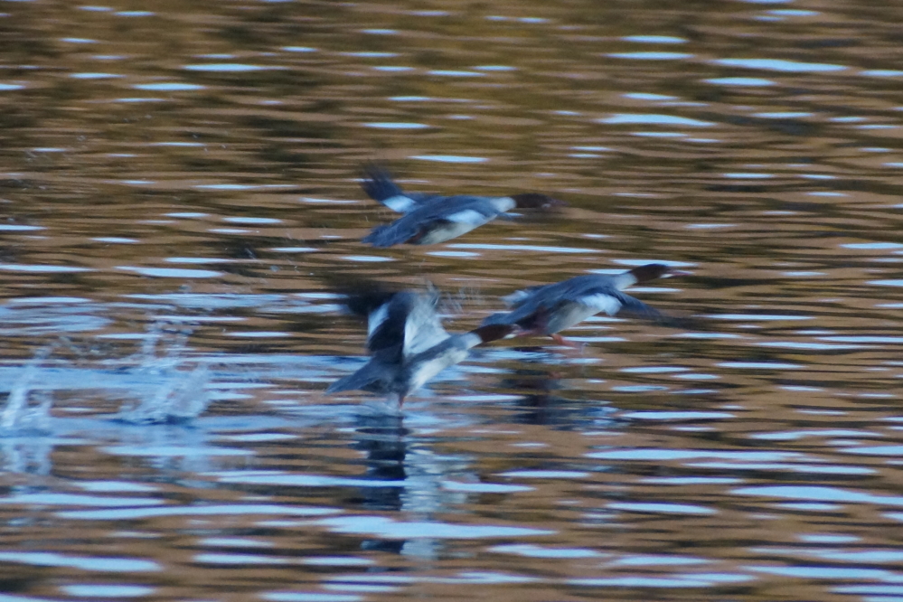 The water was cold but open. We saw three getting in the last footing runs of the year.
