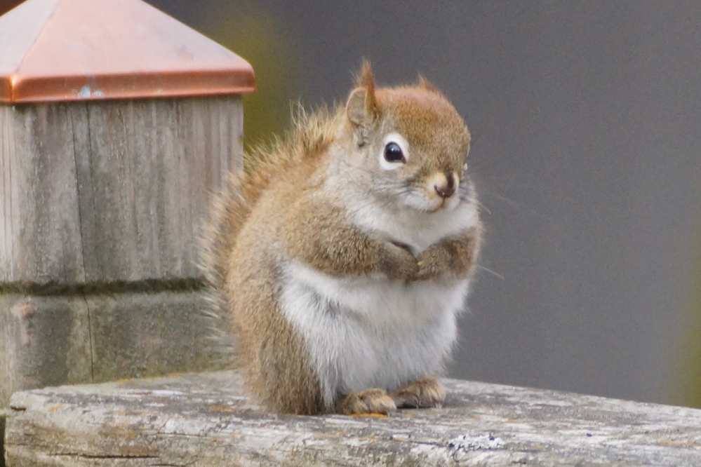 Bird feeders on the north end of the lake are harder and harder to keep filled. There doesn't seem to be any more birds, so all eyes turn to these guys. J'accuse! To mark this new era of round seed thieves, we are creating a special drink at the bar this summer. The "Pudgy Squirrel", ask for it by name.