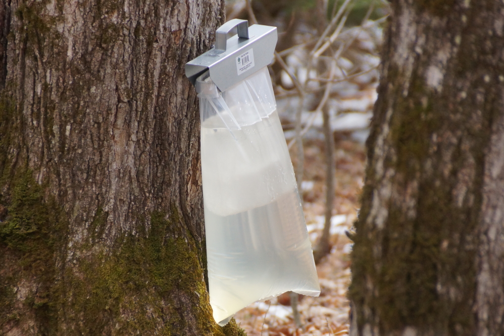 It looks like the tapping season is coming to an end. There's still a few frozen chunks to melt and drips to collect, but the warmer weather and budding trees will end it soon.