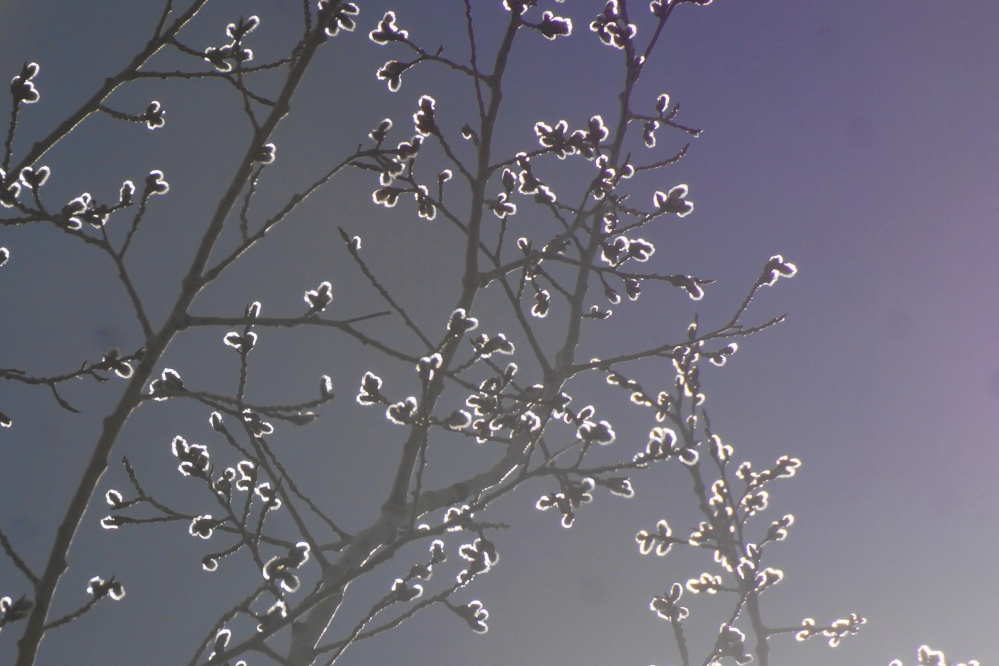Budding trees seemed happy when the snow  and gray was replaced by the sun and blue.